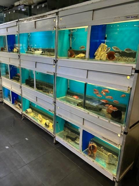 Kweekstelling kweekblok aquarium siervissen cichliden 1170L, Dieren en Toebehoren, Vissen | Aquaria en Toebehoren, Gebruikt, Leeg aquarium