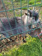 Bok en geit, Dieren en Toebehoren, Schapen, Geiten en Varkens, Meerdere dieren, Geit, 0 tot 2 jaar