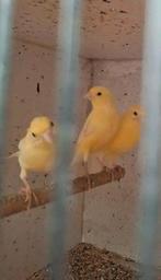 Kanaries te koop, Dieren en Toebehoren, Vogels | Kanaries