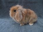 6 handtamme zindelijke Nederlandse dwerghangoortjes, Dieren en Toebehoren, Konijnen, Meerdere dieren, Klein, Hangoor, 0 tot 2 jaar