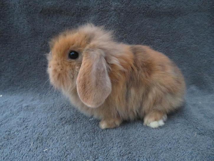 6 handtamme zindelijke Nederlandse dwerghangoortjes, Dieren en Toebehoren, Konijnen, Klein, Meerdere dieren, 0 tot 2 jaar, Hangoor