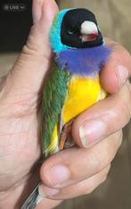 Male gould, Animaux & Accessoires, Oiseaux | Oiseaux Autre, Mâle, Domestique