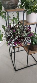 Tradescantia, vaderplant, zonder buitenpot, Ophalen