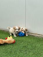 Prachtige mini maltipoo pups (mini maltezer x toy poedel), Parvovirose, Plusieurs, Belgique, 8 à 15 semaines