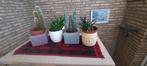 Planten, Tuin en Terras, Planten | Tuinplanten, Ophalen