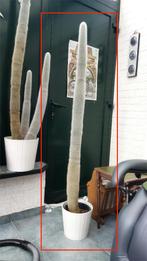 cactus met bloempot, Huis en Inrichting, Kamerplanten, Groene kamerplant, Ophalen, Cactus, 100 tot 150 cm