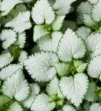 lamium mac. white nancy in pot, Tuin en Terras, Planten | Tuinplanten, Ophalen, Vaste plant