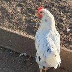 Bonte leghorn 1 haan en 2hennen zijn aan de leg, Dieren en Toebehoren, Pluimvee