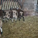 Schapen rammen bokken, Animaux & Accessoires, Moutons, Chèvres & Cochons