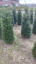 Taxus Baccata plantes de haie, Enlèvement, Taxus, Haie, 100 à 250 cm