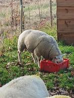 Ram, Dieren en Toebehoren