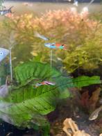 Guppies, Dieren en Toebehoren, Vissen | Aquariumvissen