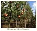 APPELBOMEN: HOOGSTAMMEN: Versch.soorten, 32€/stuk, Tuin en Terras, Ophalen, Lente, Volle zon, Appelboom