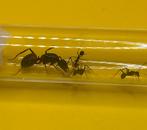 Camponotus Cruentatus mieren koningin met 1-5 werksters, Dieren en Toebehoren, Mieren