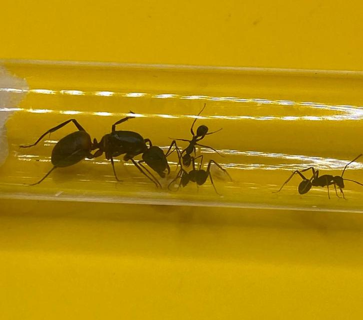 Reine des fourmis Camponotus Cruentatus avec 1 à 5 ouvrières, Animaux & Accessoires, Insectes & Araignées, Fourmis