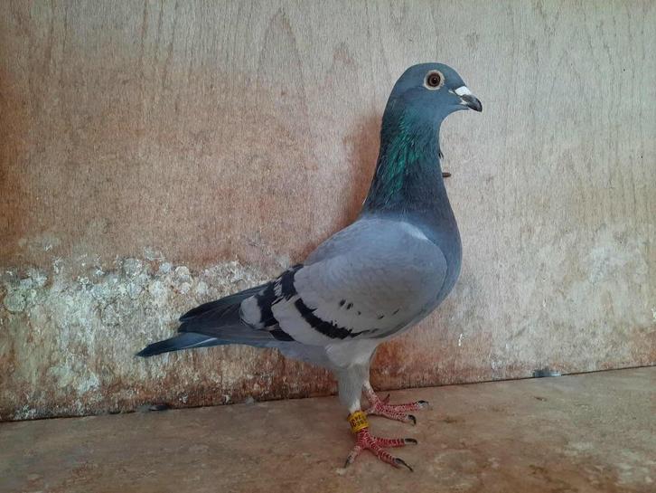 mooie duivin voor de zware fond, Dieren en Toebehoren, Vogels | Duiven, Postduif, Vrouwelijk