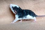 Ratjes van rattery - dames
