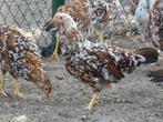 laatste hennen leghorn porselein, Dieren en Toebehoren, Kip
