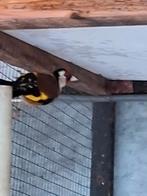 Putter M Wildkleur 2023, Animaux & Accessoires, Oiseaux | Oiseaux Autre, Mâle, Oiseau chanteur sauvage, Bagué