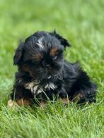 Shih Tzu pups, Dieren en Toebehoren, België, CDV (hondenziekte), 8 tot 15 weken, Meerdere