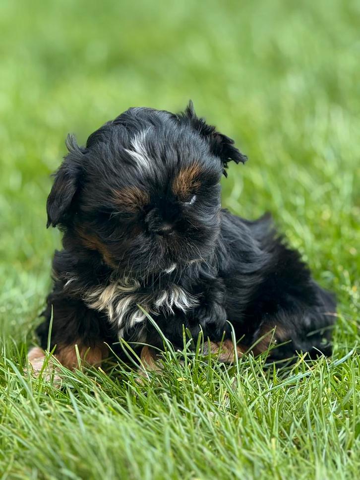 Chiots Shih Tzu, Animaux & Accessoires, Chiens | Chihuahuas & Chiens de compagnie, Chien (mâle), Autres races, Éleveur | Professionnel