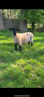 Suffolk ooi, Dieren en Toebehoren, Schapen, Geiten en Varkens