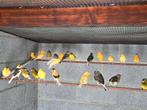 kanarie, Dieren en Toebehoren, Mannelijk, Tropenvogel