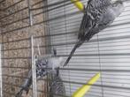 2 kppls grijze grasparkieten 25€, Dieren en Toebehoren, Vogels | Parkieten en Papegaaien, Meerdere dieren, Parkiet