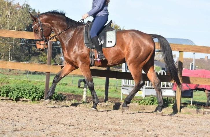 Röntgen OK, correcte , lieve BWP ruin , Dieren en Toebehoren, Paarden, Ruin, L, 175 cm of meer, 3 tot 6 jaar, Springpaard, Met stamboom