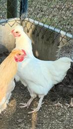 GRATIS zijdehoen mix legkip, Dieren en Toebehoren, Pluimvee