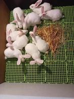 VLEES- KWEEK KONIJNEN  SLACHTKONIJNEN  2,5kg - 4kg, Dieren en Toebehoren, Meerdere dieren, Middelgroot, 0 tot 2 jaar