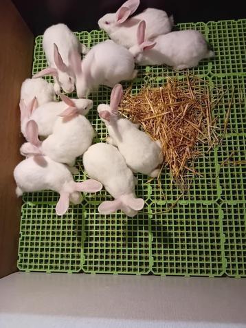 VLEES- KWEEK KONIJNEN  SLACHTKONIJNEN  3.1kg - 4kg beschikbaar voor biedingen