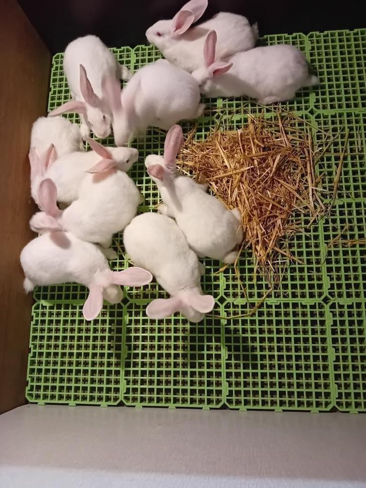 VLEES- KWEEK KONIJNEN  SLACHTKONIJNEN  3.1kg - 4kg, Dieren en Toebehoren, Konijnen, Middelgroot, Meerdere dieren, 0 tot 2 jaar