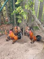 Broedeieren Nederlandse sabelpoot, Dieren en Toebehoren