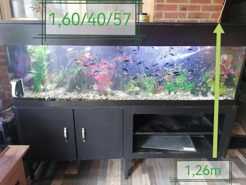Aquarium met vissen en toebehoren, Dieren en Toebehoren, Vissen | Aquaria en Toebehoren, Ophalen
