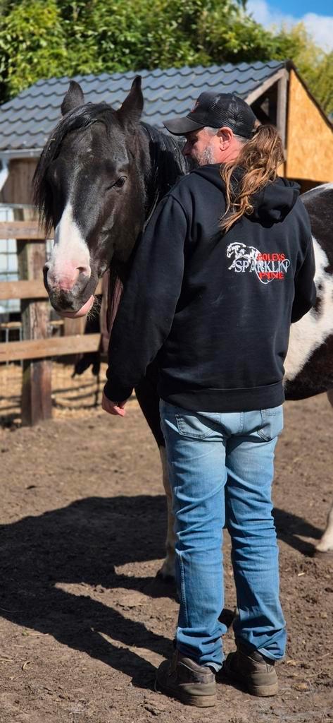 Ter dekking APHA hengst Rolexs Sparklin Pine, Dieren en Toebehoren, Pony's, Hengst