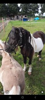 Ter dekking Shetlander dekhengst zwart/wit bond, Dieren en Toebehoren, Hengst