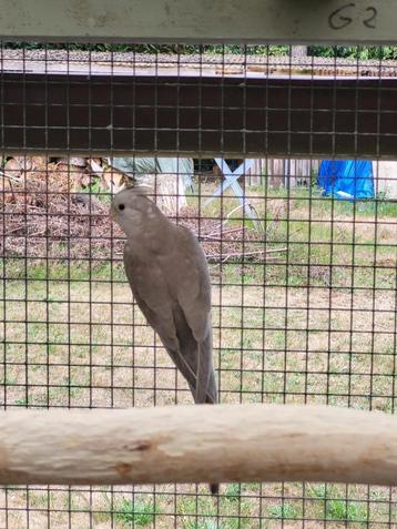 3 jonge valkparkieten beschikbaar voor biedingen