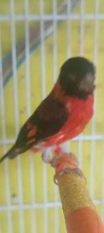Couple tarin de Venezuela 2024, Dieren en Toebehoren, Vogels | Overige Vogels, Meerdere dieren, Tropenvogel, Geringd