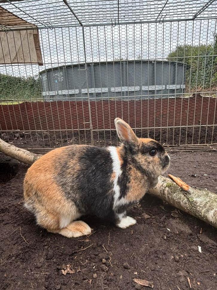 2 vrouwelijke dwerg konijnen (prijs is voor ze allebei), Dieren en Toebehoren, Konijnen, Klein