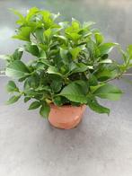 Hydrangea Macrophylla, Jardin & Terrasse, Plantes | Jardin, Enlèvement