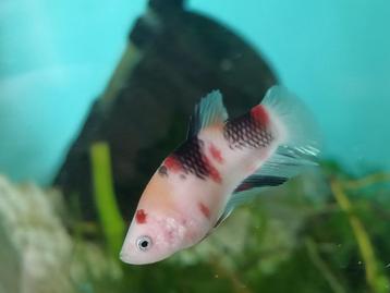 Belgische vlag  betta koi tricolore