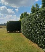 Tuinonderhoud, Tuinman,Tuinwerken  Vlaams Brabant, Hovenier
