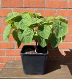 Paulownia Tomentosa / Paarse Keizerboompjes (snel groeiende), Ophalen, Herfst, In pot