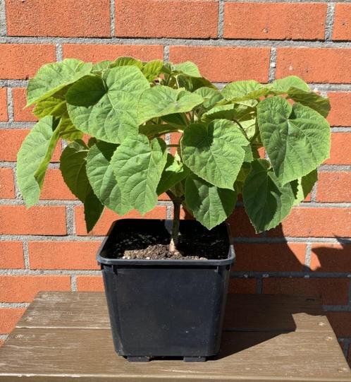 Paulownia Tomentosa / Paarse Keizerboompjes (snel groeiende), Tuin en Terras, Planten | Bomen, Herfst, In pot, Ophalen