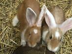 Konijnen, Dieren en Toebehoren