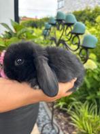 Super lieve Nederlandse dwerg hangoor (NHD), Dieren en Toebehoren, Konijnen, Dwerg, Hangoor