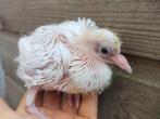 2 witte pauwstaart sierduiven te koop, Oktober, Geslacht onbekend