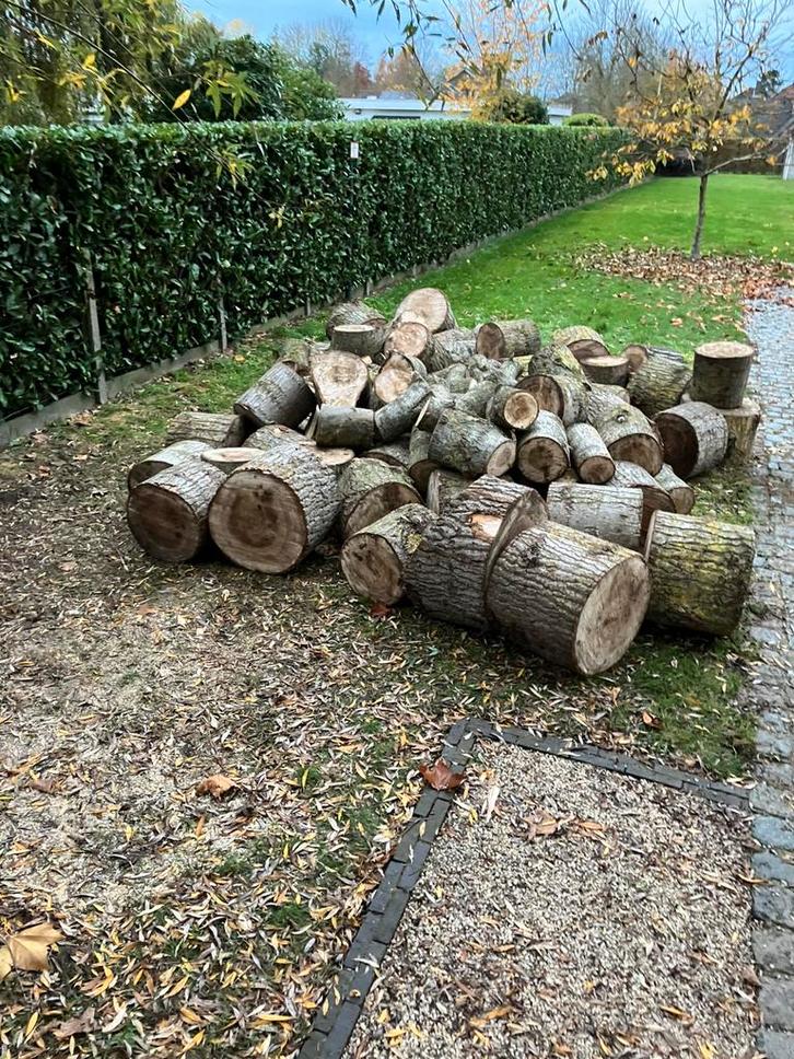 Brandhout populier, Tuin en Terras, Brandhout, Blokken, Overige houtsoorten, 3 tot 6 m³, Ophalen