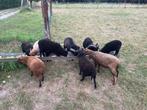 schapen, Dieren en Toebehoren, Schapen, Geiten en Varkens, Meerdere dieren, Schaap, 0 tot 2 jaar